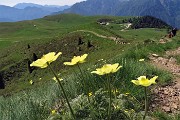 19 Fiori di pulsatilla alpina sulfurea con vista sui Piani dell'Avaro